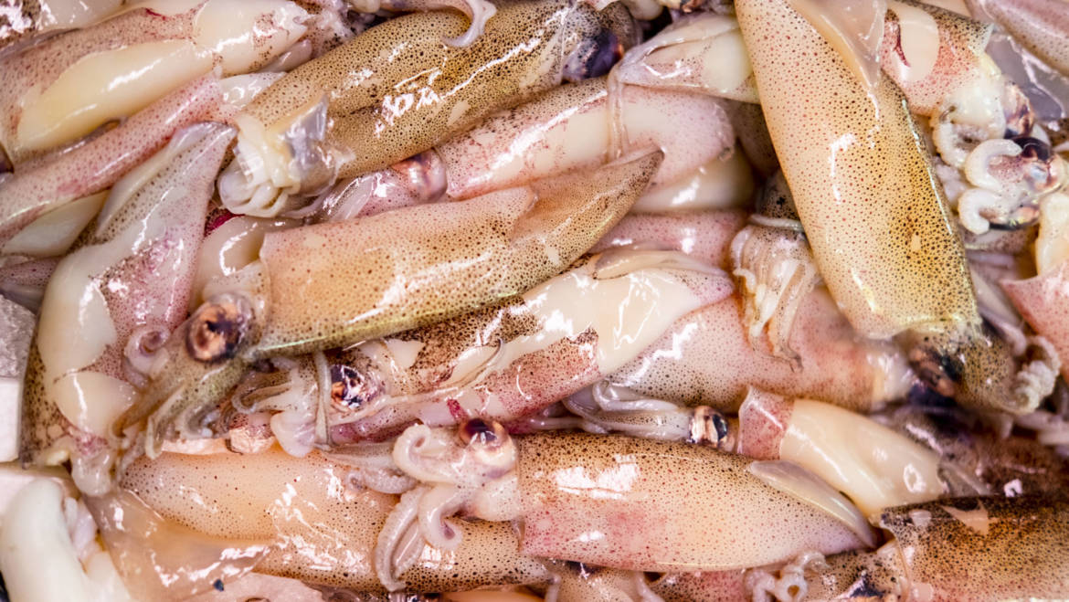 Calamari