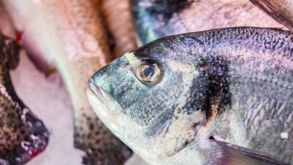 Sapete cucinare il pesce?