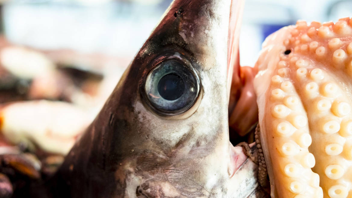 Come marinare il pesce spada