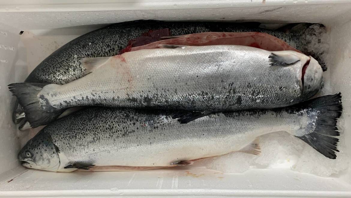 Salmone
