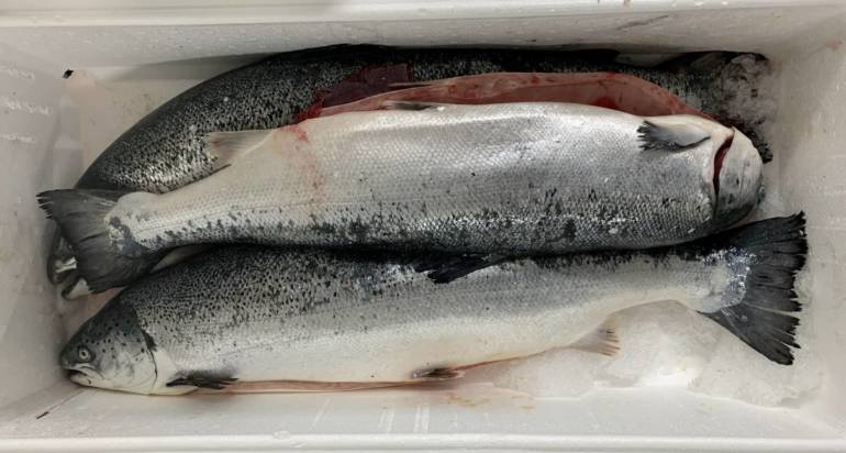 Salmone